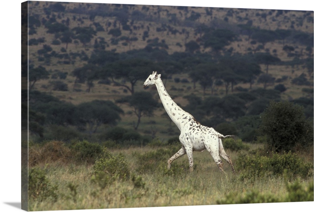Large photo print on canvas of a white Giraffe walking through a field.