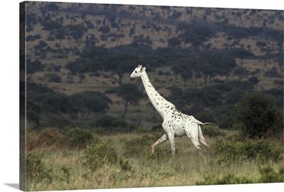 Albino Giraffes