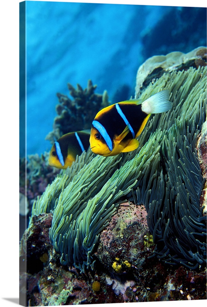 Allards anemonefish (Amphiprion allardi) in the ocean