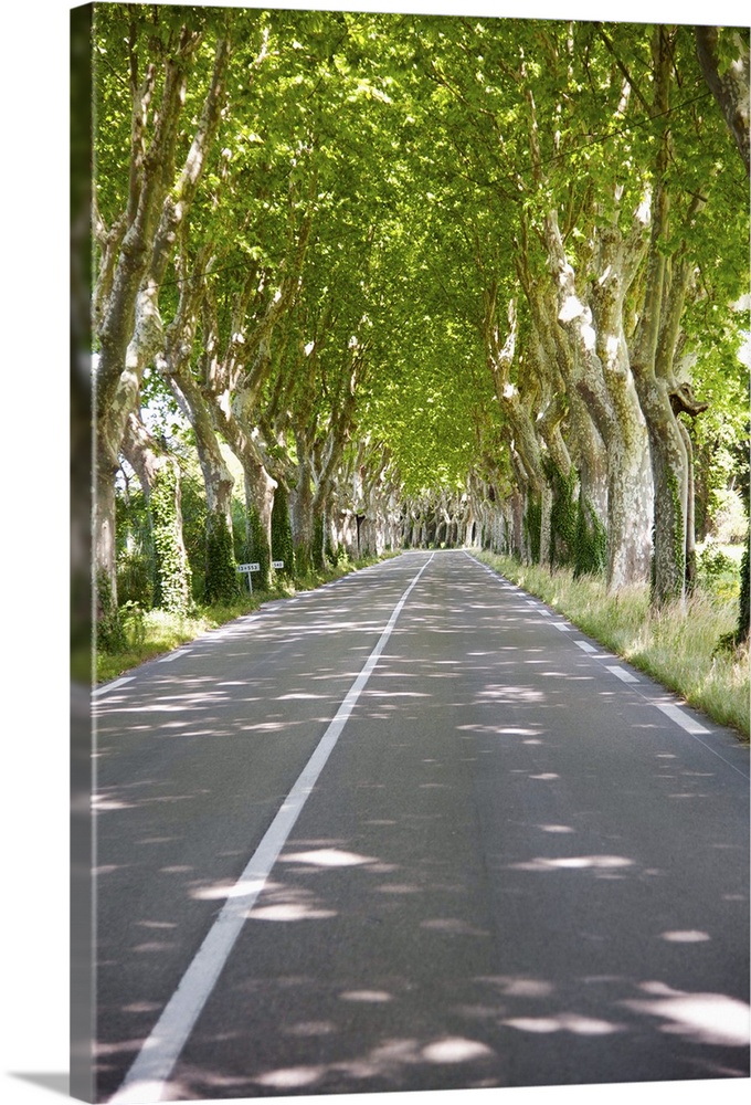Allee of trees, St.-Remy-De-Provence, France