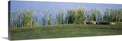 Alligator resting on a golf course, Kiawah Island, Charleston County, South Carolina