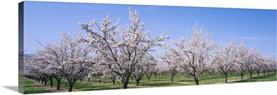 Almond Tree Orchard CA
