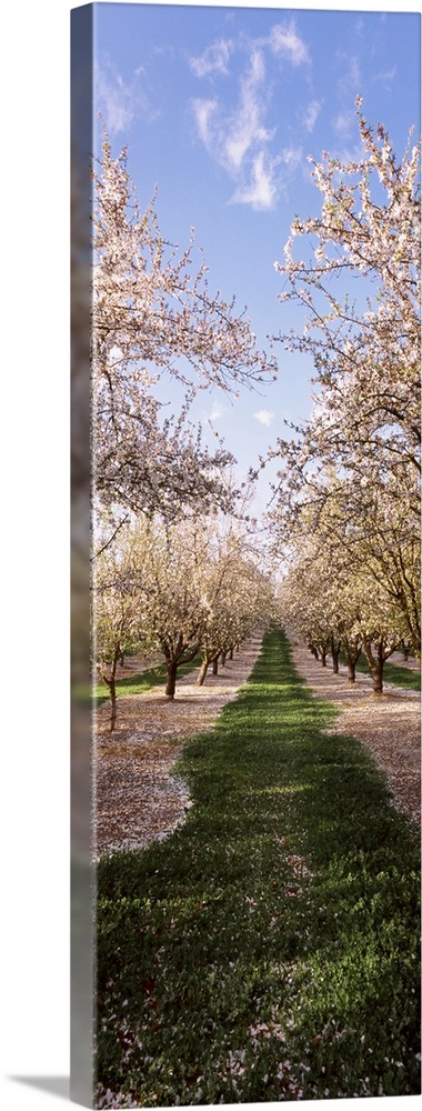 This is a vertical photograph of flowering trees in rows in this nature photograph.