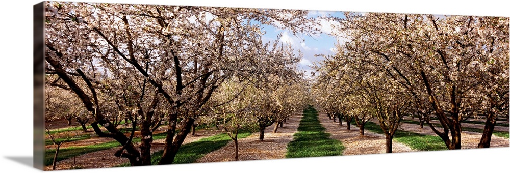 This panoramic shaped wall art is a photograph capturing the view down an avenue of trees covered with blossoms growing on...
