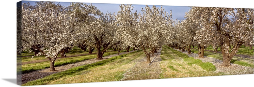 Almond Prunus Dulcis, Sacramento Valley, Northern CA
