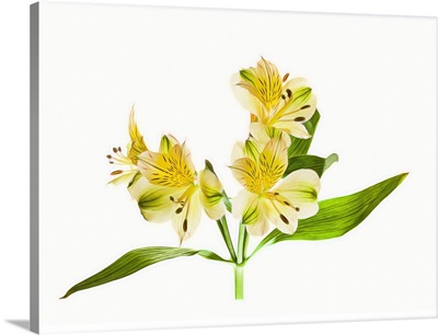 Alstroemeria Flowers Against White Background