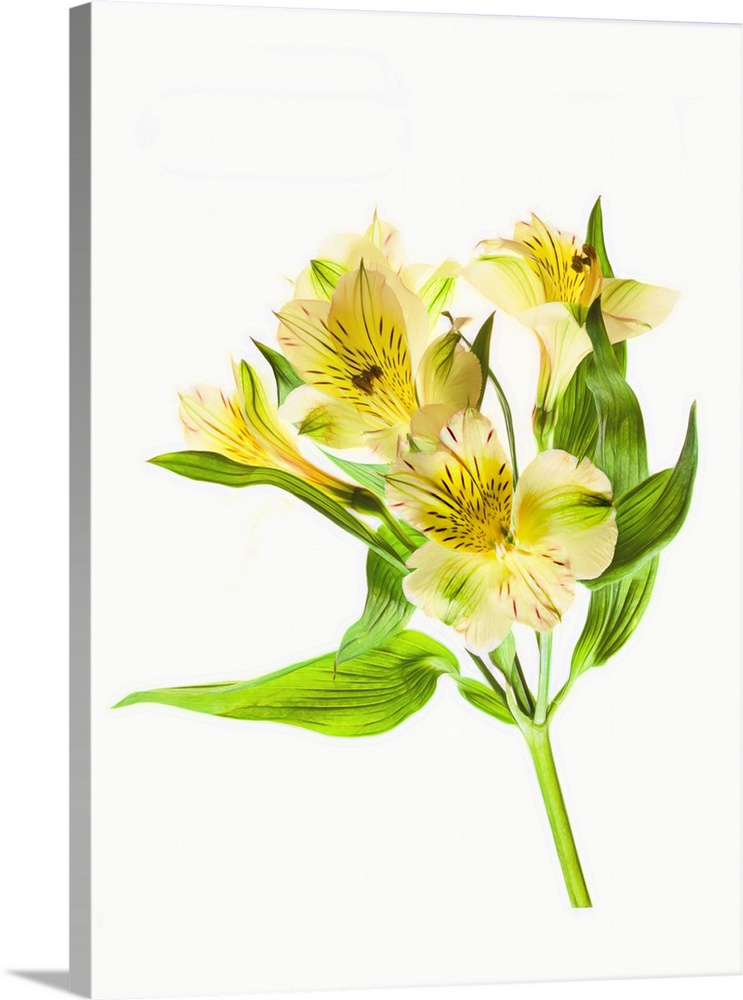 Alstroemeria flowers against white background.