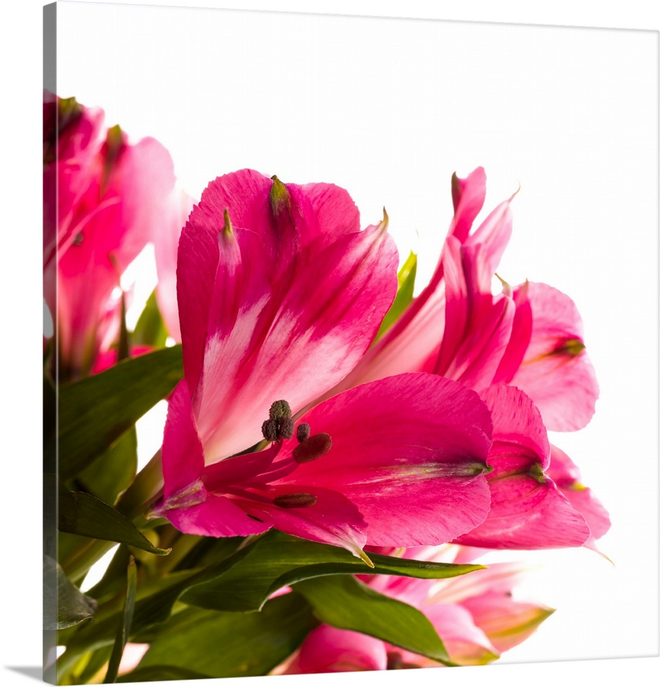 Alstroemeria flowers against white background.