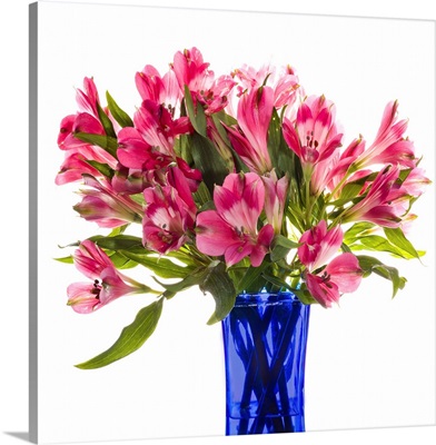 Alstroemeria Flowers Against White Background