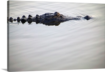 American alligator (Alligator mississippiensis) on smooth water, portrait profile, South Carolina