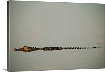 American alligator (Alligator mississippiensis) on smooth water, profile, South Carolina