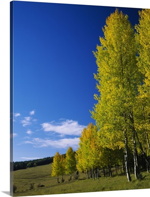 American Aspen (Populus tremuloides) trees in a forest, Escudilla Wilderness, Apache-Sitgreaves National Forest, Arizona