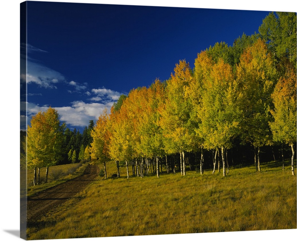 Large, landscape photograph of a dirt road alongside a forest of autumn colored aspen trees, beneath a vibrant blue sky, i...