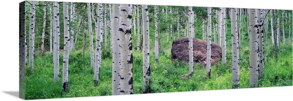 This is wall art of a boulder resting in a forest, surrounded by grass in a panoramic landscape photograph.