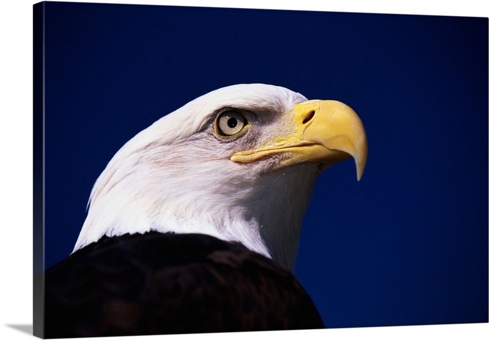 American Bald Eagle Wall Art, Canvas Prints, Framed Prints, Wall Peels