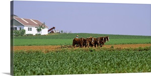 Amish Plowing Field Lancaster County PA image thumbnail