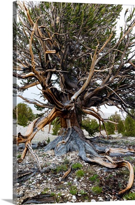 Ancient Bristlecone Pine Forest in the White Mountains, Inyo County, California