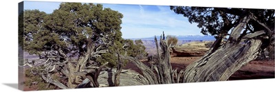 Ancient Juniper Canyonlands National Park UT