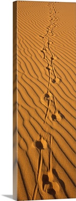 Animal tracks on sand dune Namibia