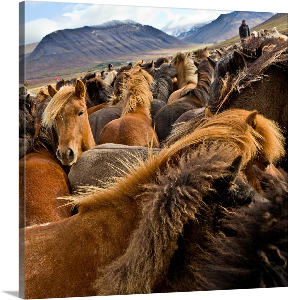Annual horse round up-Laufskalarett, Skagafjordur, Iceland. Farmers keep up a long tradition of letting their horses roam ...
