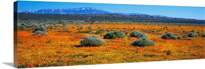 Antelope Valley CA