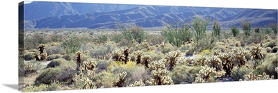 Anza Borrego Desert State Park CA