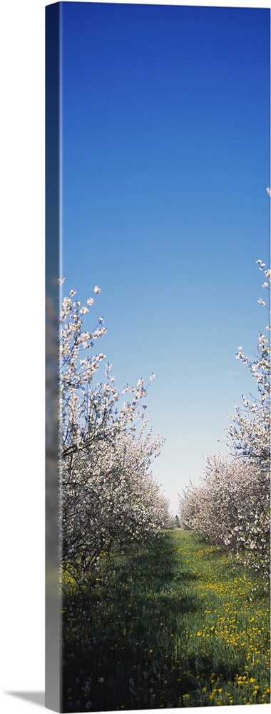Apple trees in an orchard, Illinois