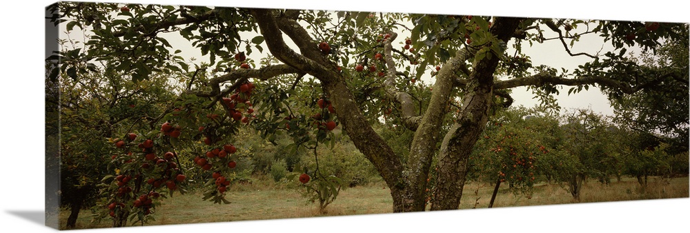Apple trees in an orchard, Sebastopol, Sonoma County, California