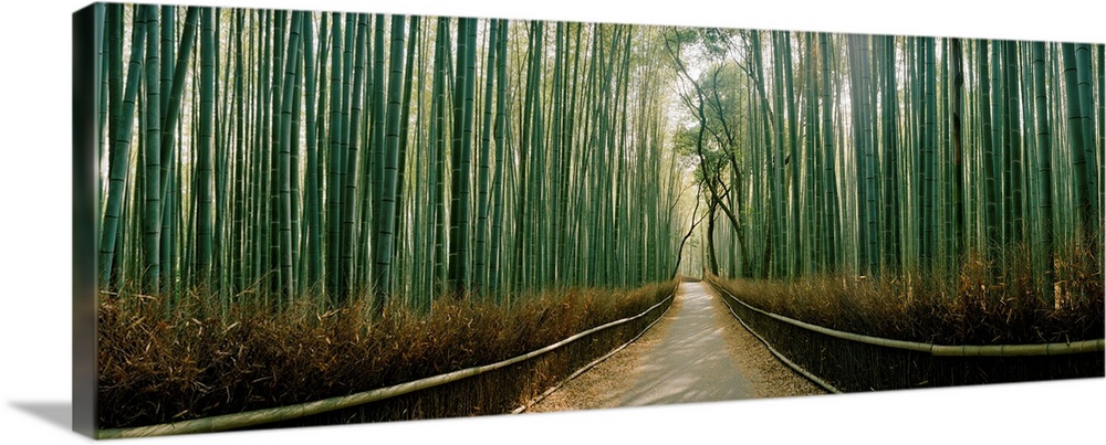 Arashiyama bamboo forest, kyoto prefecture, kinki region, honshu, japan.