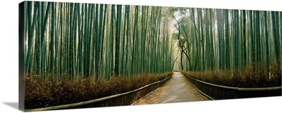 Arashiyama Bamboo Forest, Kyoto Prefecture, Kinki Region, Honshu, Japan