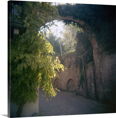 Archway covered with ivies, Neive, Cuneo Province, Piedmont, Italy
