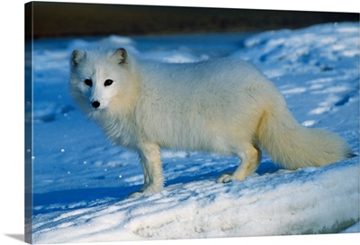 Arctic fox standing in snow.