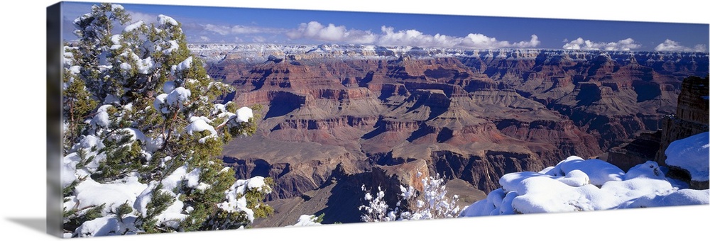 A panoramic view of the snow caps of the Grand Canyon in winter, with a snow-covered tree in the foreground.