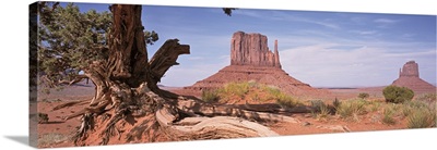 Arizona, Monument Valley, Close-up of a gnarled tree with West and East Mitten
