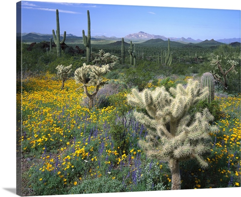 Arizona, Organ Pipe Cactus National Monument Wall Art, Canvas Prints