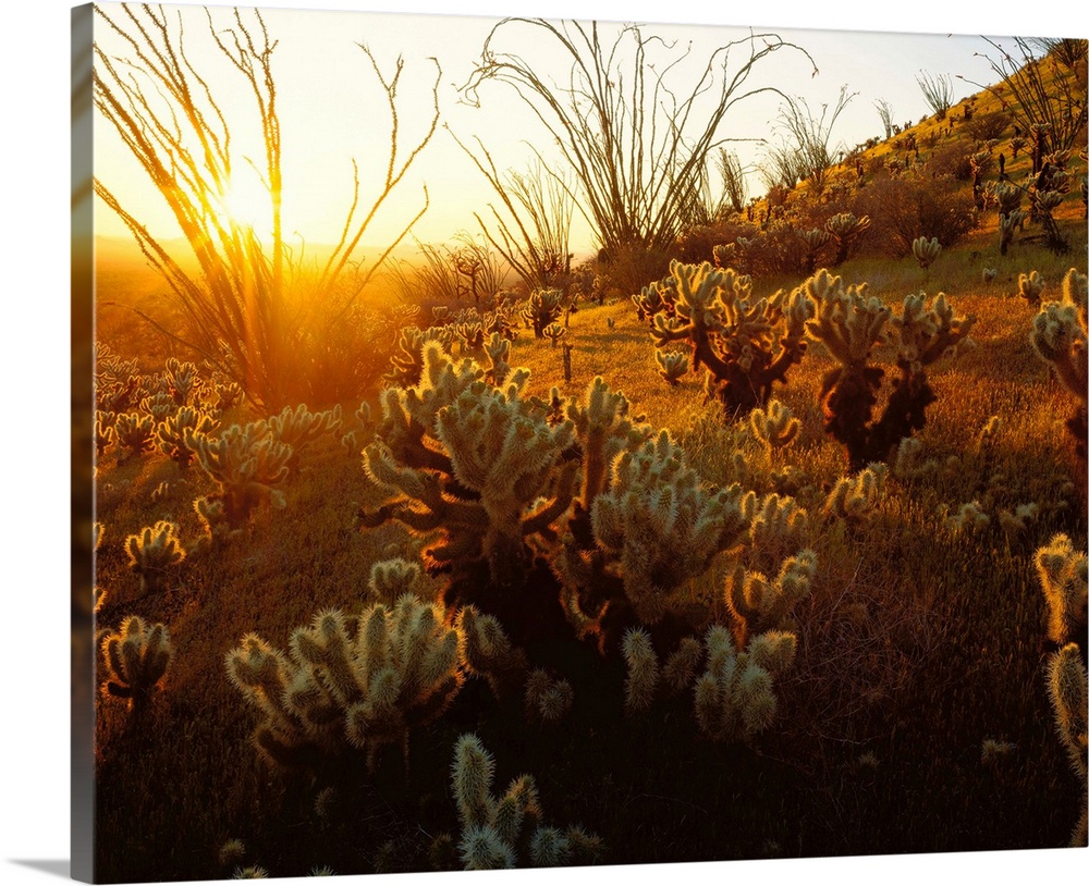 Giant photograph focuses on a field of cactus plants sitting on a hill within the dry wilderness of the Southwestern Unite...
