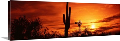 Arizona, Sonoran Desert, sunset
