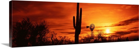Arizona, Sonoran Desert, sunset Photo Canvas Print | Great Big Canvas