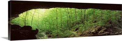 Arkansas, Ozarks, Lost Valley, Cobb Cave, Panoramic view of a forest