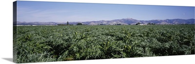 Artichoke Field Salinas Valley CA