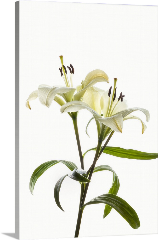 Asiatic lily flowers against white background.