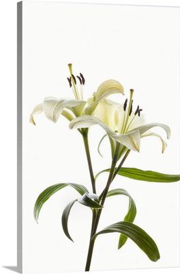 Asiatic Lily Flowers Against White Background