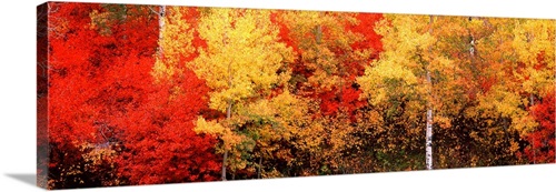 Aspen and Black Hawthorn trees in a forest, Grand Teton National Park ...