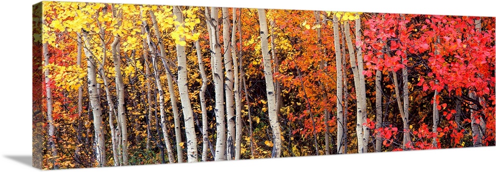 Large art work for a living room, dining room or office a panoramic of a Rocky Mountain forest of tree trunks filled with ...