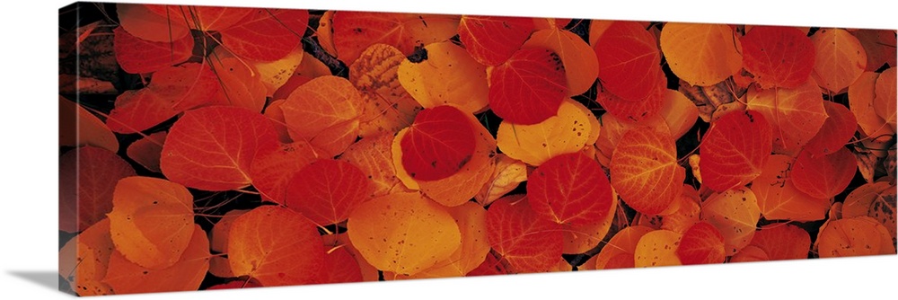 Up-close panoramic photograph of autumn colored leaves on the ground.