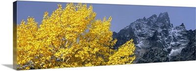 Aspen tree with mountains in background, Mt Teewinot, Grand Teton National Park, Wyoming