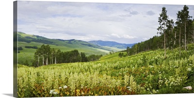 Aspen trees and wildflowers on hillside, Crested Butte, Gunnison County, Colorado