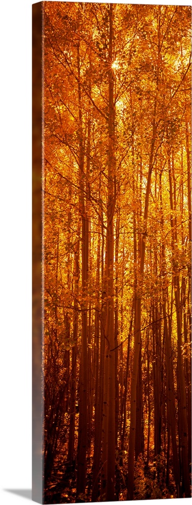 Giant, vertical photograph of tall aspen trees in the fall, a golden sunrise behind them, in Colorado.