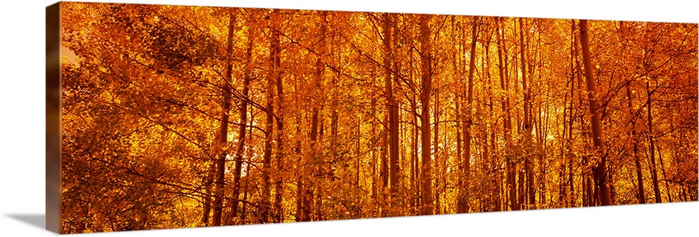 Giant, panoramic photograph of a dense forest of aspen trees with fall foliage.  The sun rising through the trees gives th...