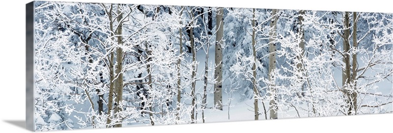 Aspen trees covered with snow, Taos County, New Mexico Wall Art, Canvas ...